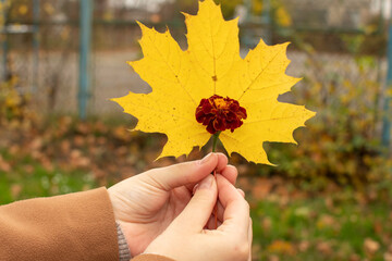 Hands of a woman holding marigold and yellow maple leaf 