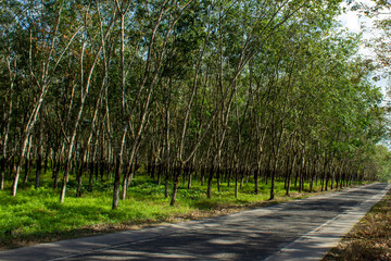 Asphalt Road Passing Through a Vast Rubber Plantation in Tropical Countryside