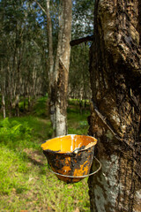 Rubber Plantation with Latex Tapping Process on Hevea Brasiliensis Tree