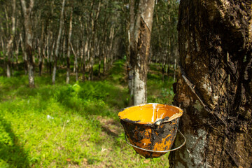 Rubber Plantation with Latex Tapping Process on Hevea Brasiliensis Tree