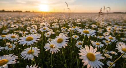 Field of daisies at sunset.