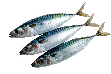 Naklejka premium Three fresh, silver fish with blue stripes arranged diagonally on black