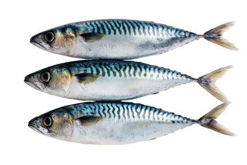 Naklejka premium Three fresh fish with distinctive wavy stripes on a black background