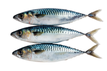 Three fresh fish with distinctive wavy stripes on a black background