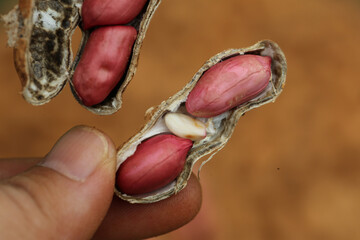 Fresh Red Skinned Peanuts in Cracked Open Shells Held in Hand