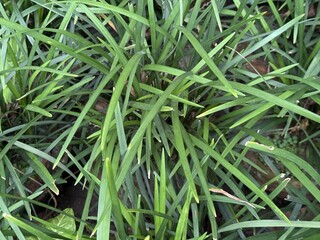 Dense green liriope muscari leaves intertwine tightly, creating texture and depth in the garden