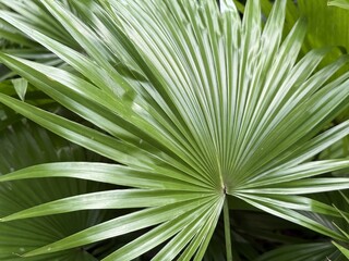 Fan palm leaves display a vibrant green hue, filling the frame completely with nature's beauty