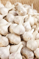 Fresh Shandong Farm Garlic Bulbs - White Organic Harvest Agricultural Food Photography