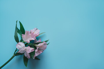 Букет цветов на голубом фоне