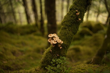 mushrooms on a tree