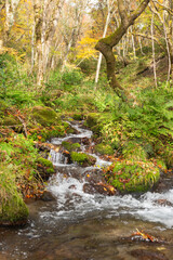 秋と渓流の流れ