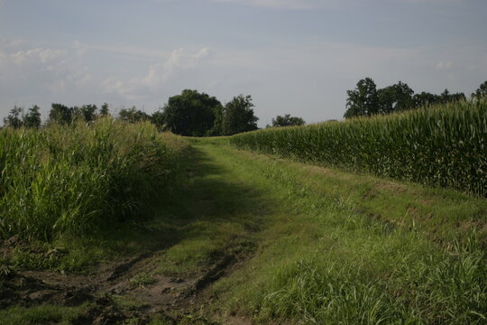 A country road between cornfields near Mairago, Lombardy, Italy.