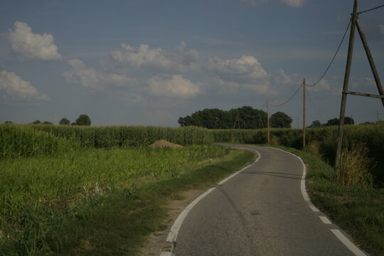 A country road between cornfields near Mairago, Lombardy, Italy.