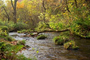 秋と渓流の流れ