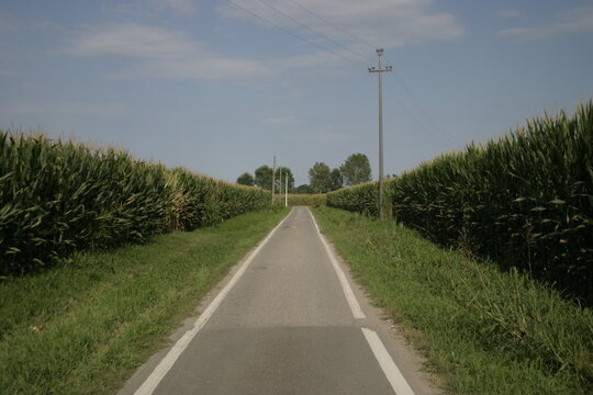 A country road and irrigation canal between cornfields near Mairago, Lombardy, Italy.