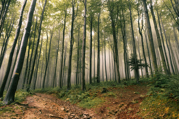Fototapeta premium A fork in the forest hiking trails in the foggy, morning forest.