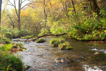 秋と渓流の流れ