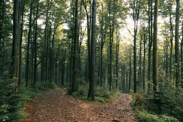 A fork in the forest path.