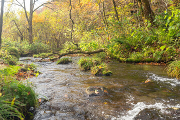 Obraz premium 秋と渓流の流れ