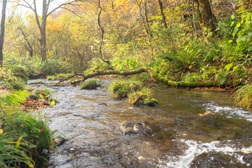 秋と渓流の流れ
