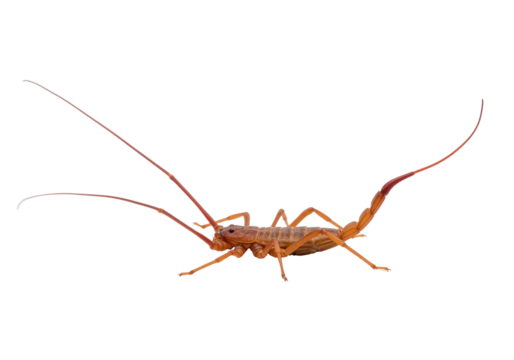 Isolated Whip scorpion on neutral backdrop, arachnid from the order Thelyphonida family
