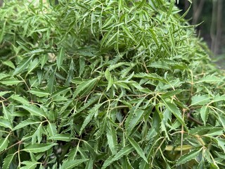 Lush green ming aralia plant exhibits textured foliage and a vibrant, natural beauty