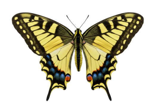 Isolated Eastern Tiger Swallowtail butterfly with beautiful wings and vibrant yellow patterns