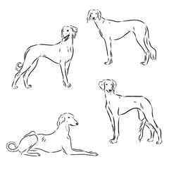 Tazy the hound dog, vector sketch