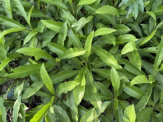 Fototapeta premium Lush leaves form dense foliage in a bright, closeup natural light scene