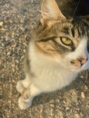 Fluffy beautiful street cat sitting outdoors, stray feline with soft fur and expressive eyes.