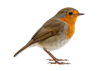 Isolated European Robin perching, a common, familiar bird with bright orange red breast