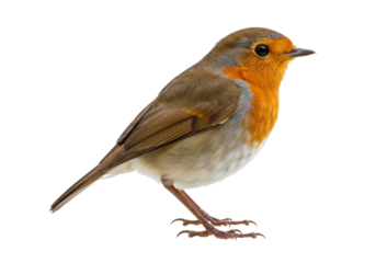 Isolated European Robin perching, a common, familiar bird with bright orange red breast