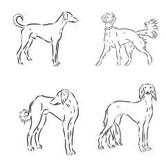 Tazy the hound dog, vector sketch