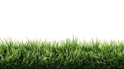 Fototapeta premium Lush green grass blades growing densely against a clean white background growth nature