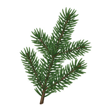 Isolated evergreen bough with vibrant needles, a delicate botanical illustration for seasonal