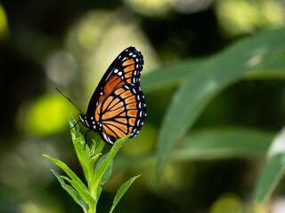 Orange and Black Butterfly sitting on a stem