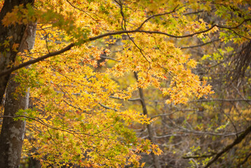 紅葉した樹木