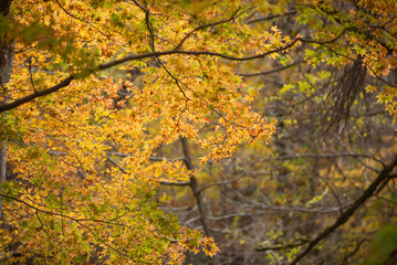 紅葉した樹木