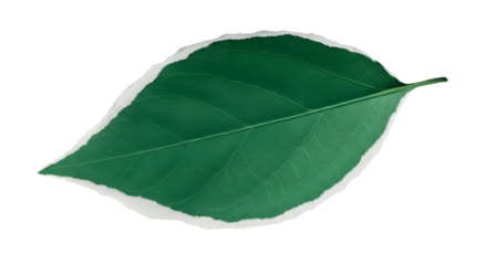 Torn paper green leaf shape with white ripped edges on transparent background