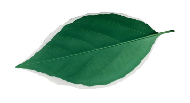 Torn paper green leaf shape with white ripped edges on transparent background