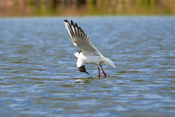 The seagull flying above the surface of water and catching small fish