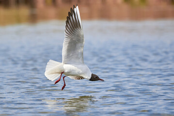 The seagull flying above the surface of water and catching small fish
