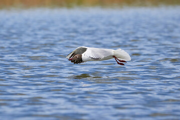 The seagull flying above the surface of water and catching small fish