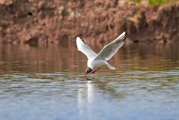 The seagull flying above the surface of water and catching small fish