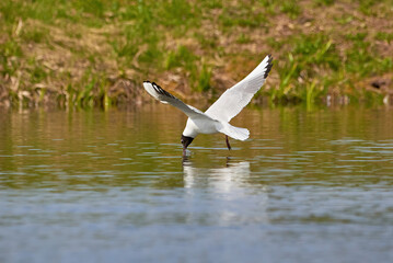 The seagull flying above the surface of water and catching small fish