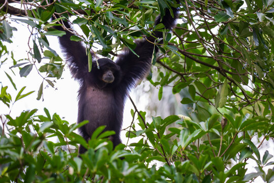Agile gibbons in the tropical rainforest