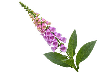 Isolated foxglove flower stem with leaves, springtime bloom, detailed, closeup, beautiful