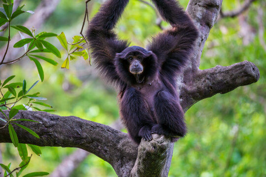 Agile gibbons in the tropical rainforest