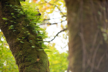 苔と樹木