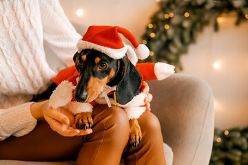 female hands dress a santa claus costume on a dog. new year clothes for pets.